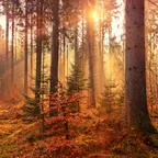 Floresta iluminada pelo sol